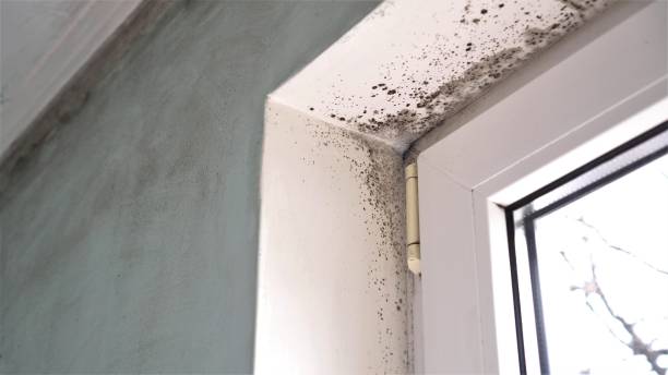 Reliable Gruver, TX Mold Removal Solutions