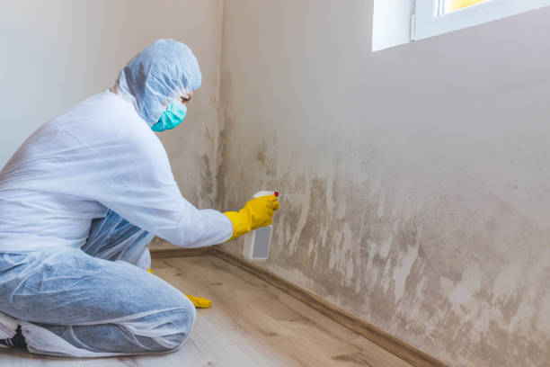 Best Biohazard Mold Removal  in Gruver, TX