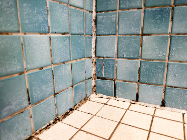 Best Asbestos and Lead Testing During Mold Inspection  in Gruver, TX