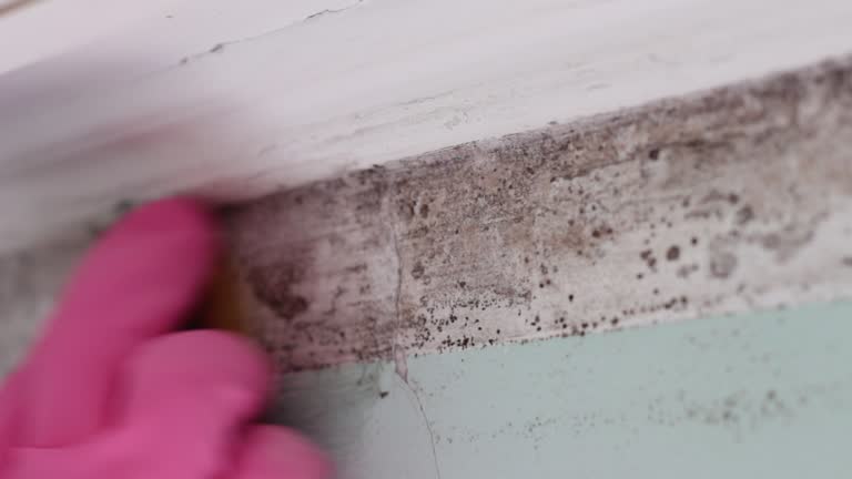 Best Crawl Space Mold Remediation  in Gruver, TX